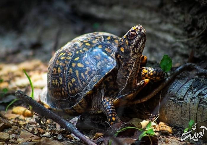 روز لاک پشت 